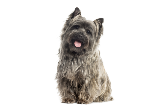 Cairn Terrier dog